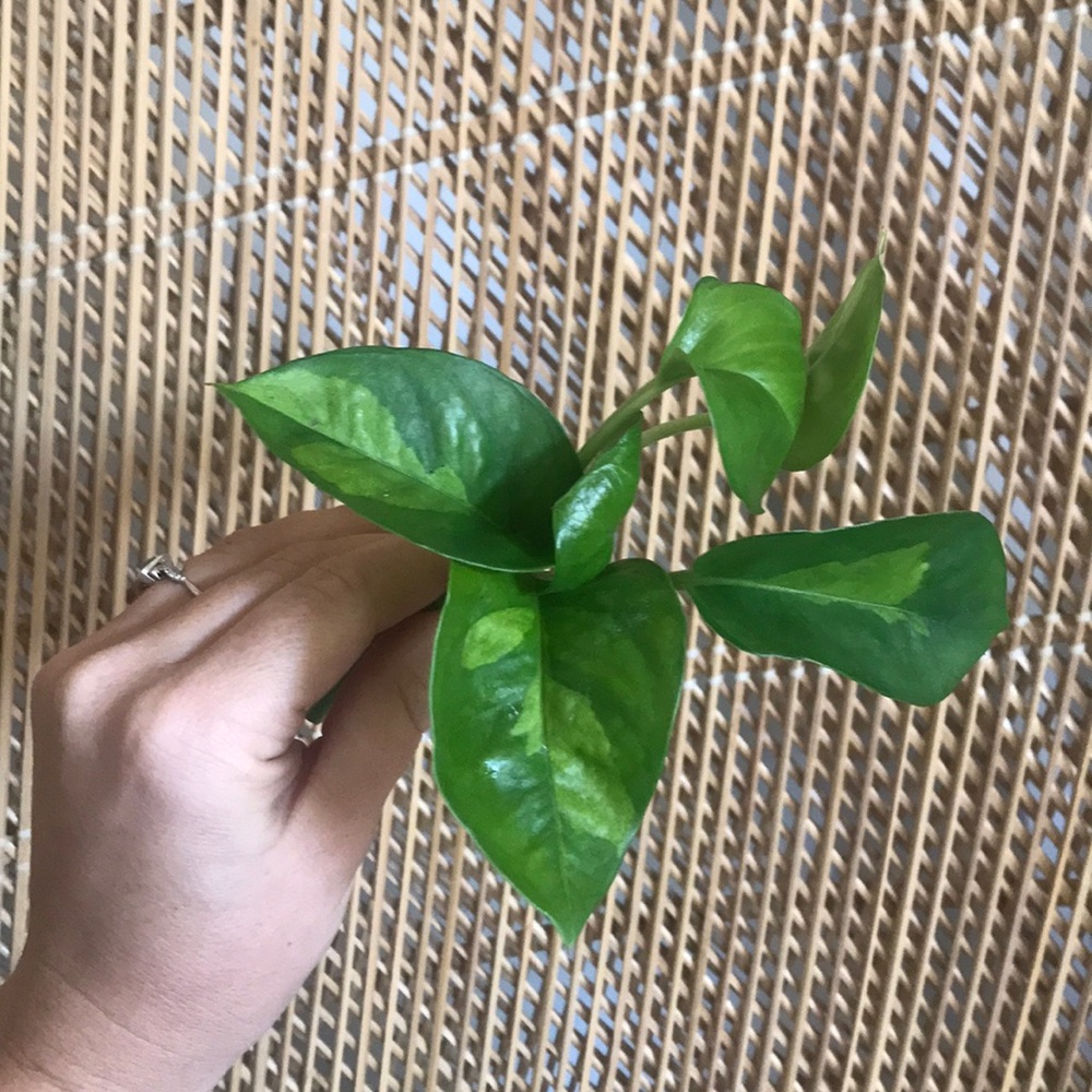 Rare NEW global green pothos cuttings